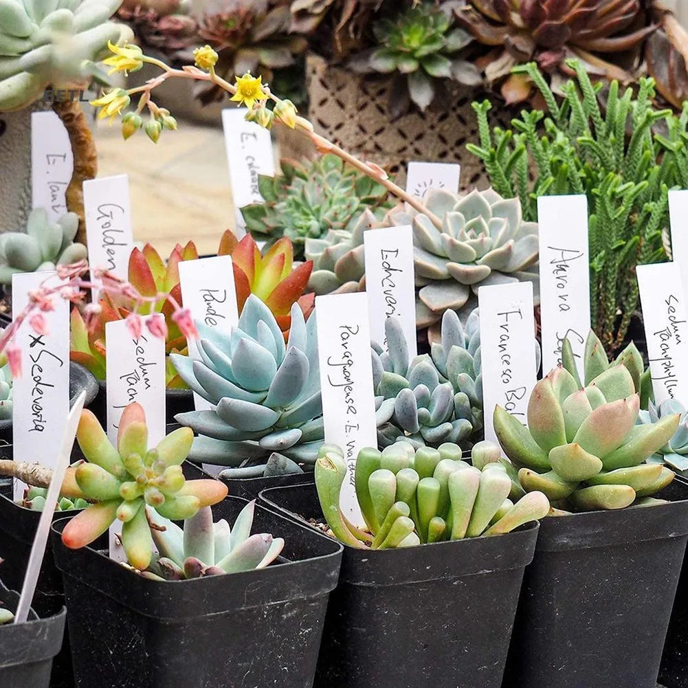 100PCS White Waterproof Plant Labels Plastic Garden Labels For Planting Nursery Seedling Tray Markers DIY Garden Decorating Tool