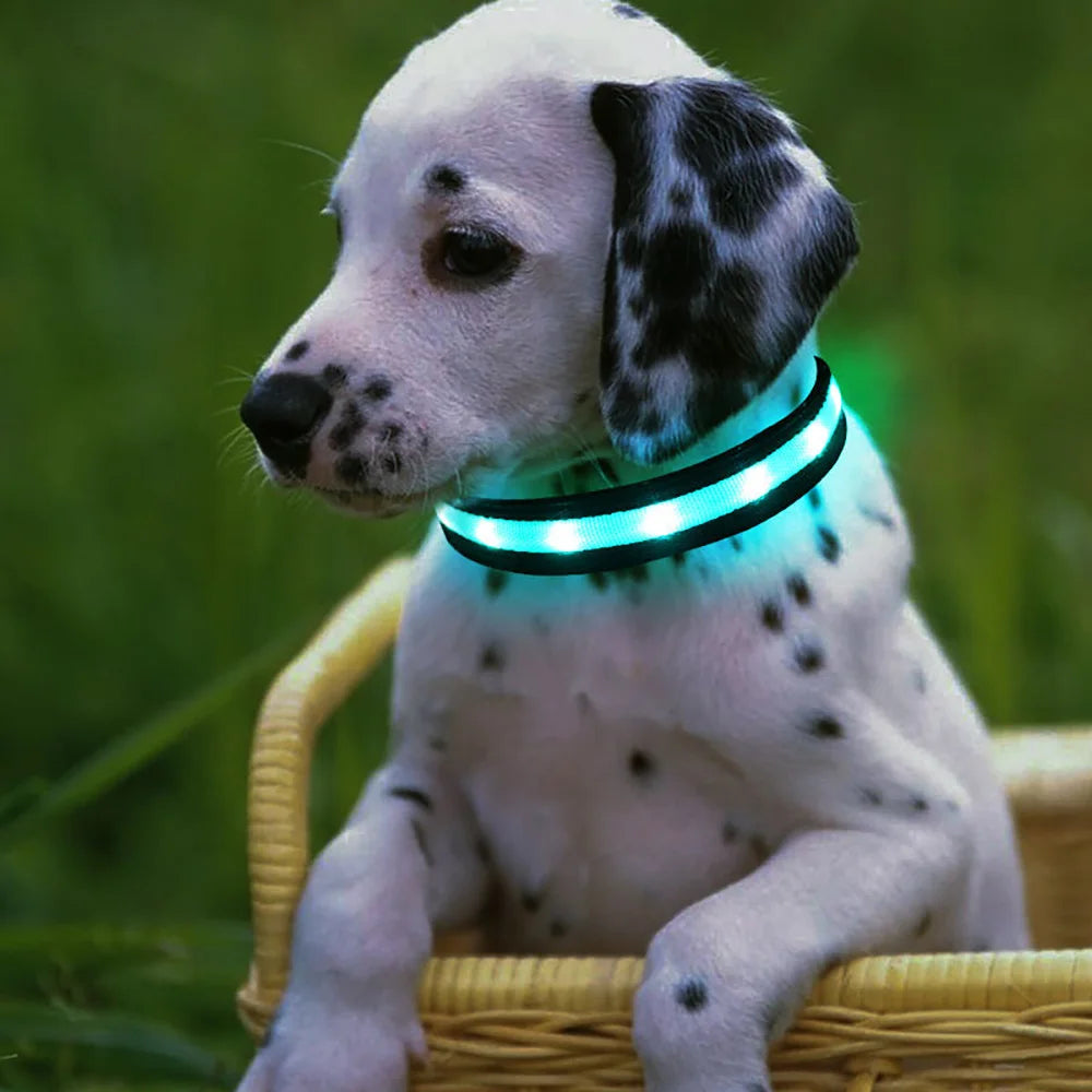 1 pc,Light up Dog Collar for Night Walking - LED Dog Collar Light Rechargeable Color Changing, Glow in The Dark Dog Collars