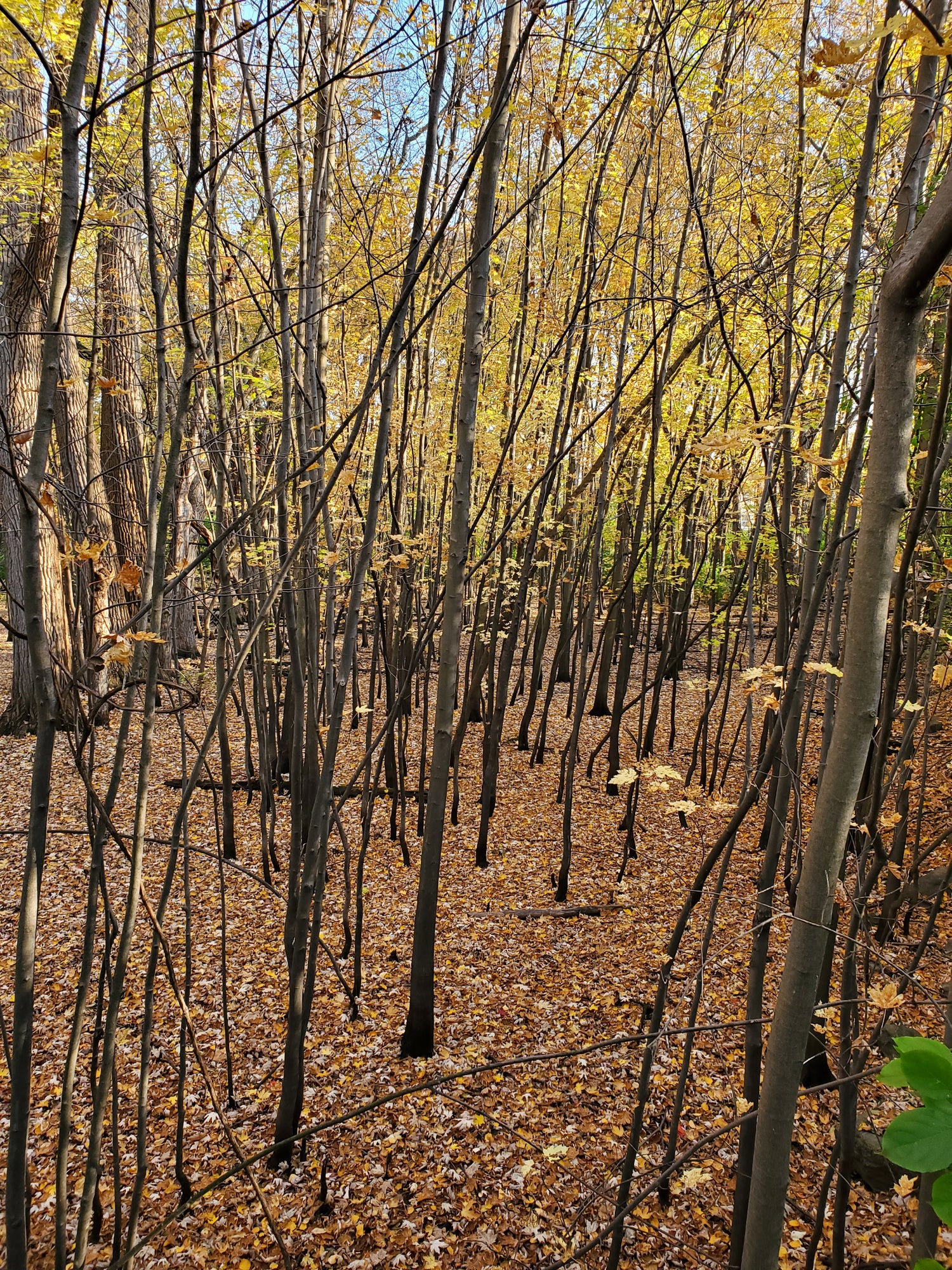Agricultural Materials